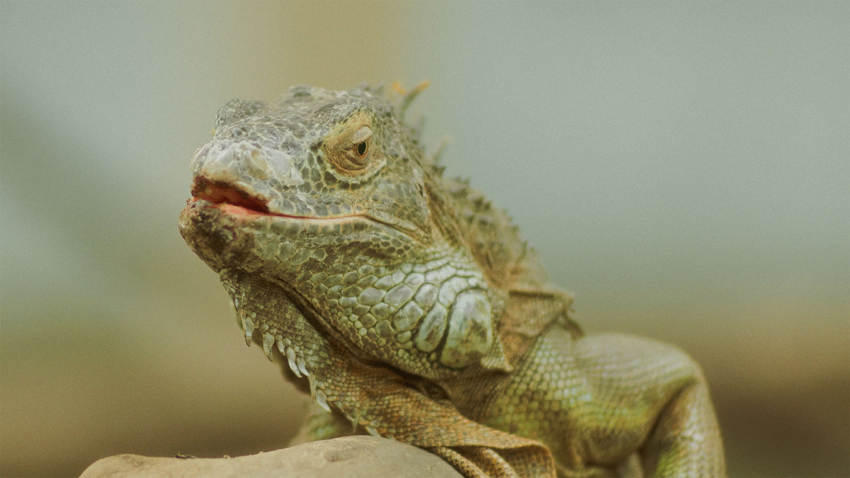 HueCrafter© CARMINE 400 film print emulation on a close-up of a green iguana